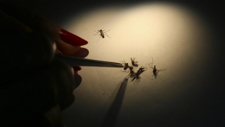 Fransa’da Dengue Humması Vakaları Artıyor: Son 10 Vaka Daha Tespit Edildi