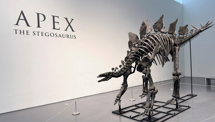 44,6 milyon dolara satılan Stegosaurus fosili tarihi bir rekor kırdı