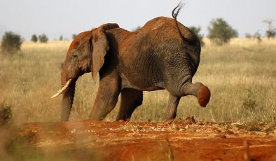 İspanyol turist Güney Afrika’da filler saldırısında hayatını kaybetti