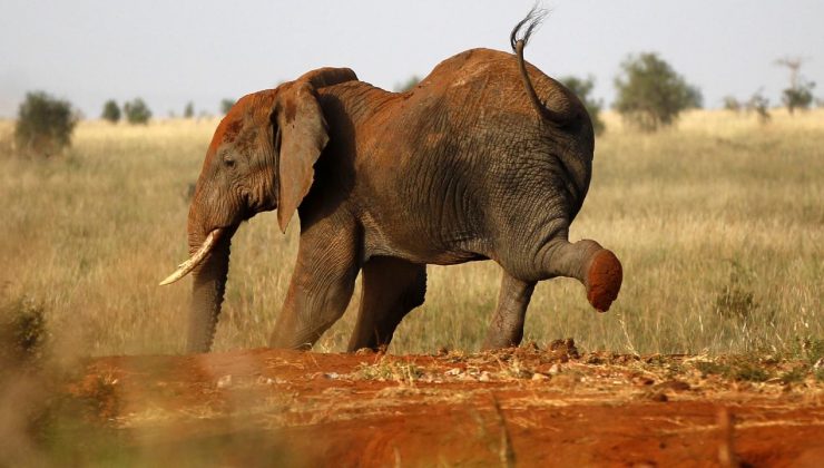 İspanyol turist Güney Afrika’da filler saldırısında hayatını kaybetti