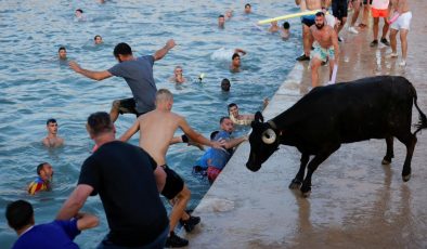 İspanya’da boğaların denize atlatıldığı festival artık sınırlandırılıyor