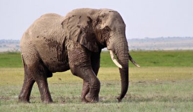 Güney Afrika Ulusal Hayvanat Bahçesi’ndeki Son Fil, 40 Yıllık Esaretten Kurtuldu.