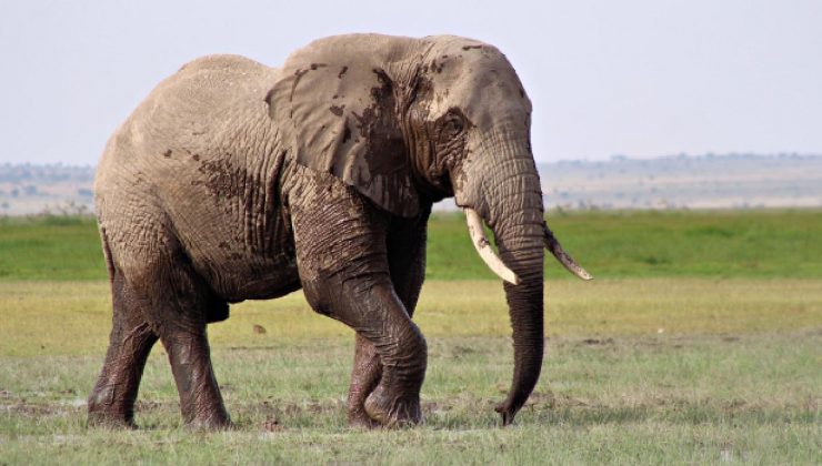 Güney Afrika Ulusal Hayvanat Bahçesi’ndeki Son Fil, 40 Yıllık Esaretten Kurtuldu.